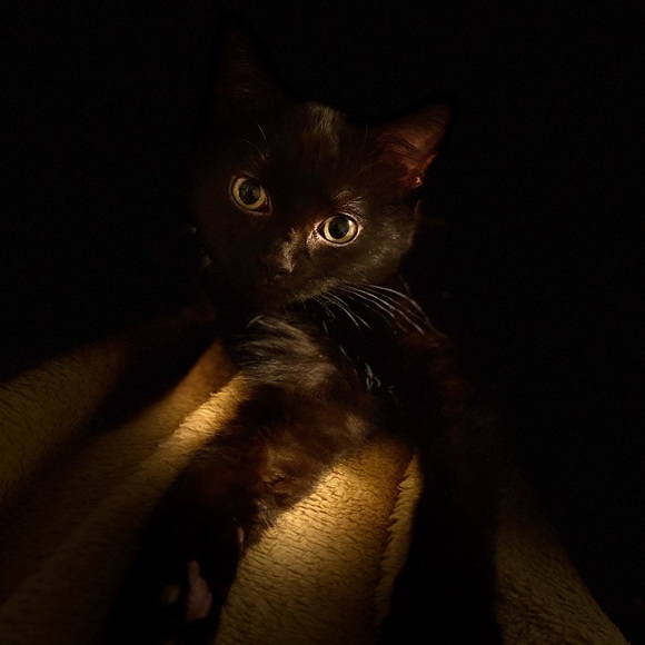 Meet your Posher, Sheila - Picture 1 of 1